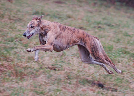 files/_uploads/katatjuta/meine hunde/6350[1].jpg